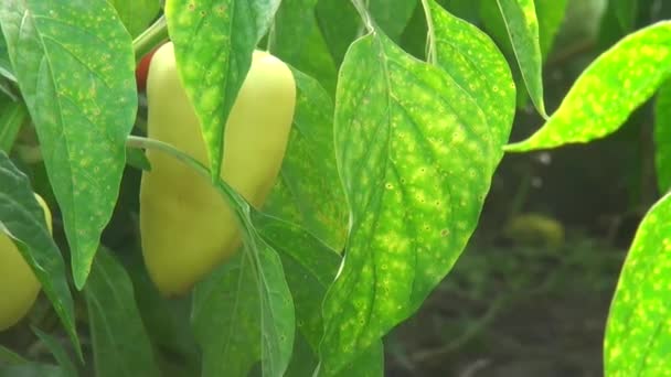 Zoomen uit peper en peper struiken voedsel weergeven — Stockvideo