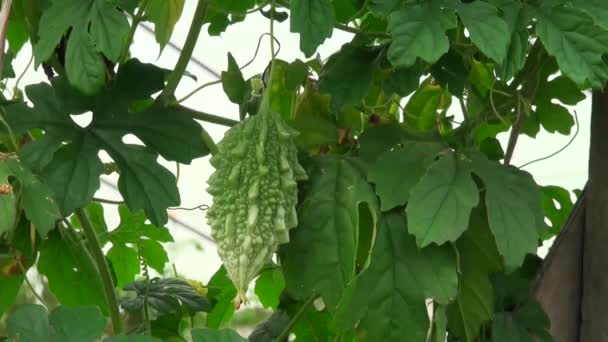 Primo piano dell'agricoltura cinese del cetriolo — Video Stock