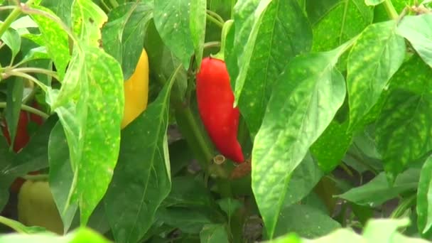 Ζουμ έξω από το πιπέρι και την προβολή πιπέρι θάμνους τροφίμων — Αρχείο Βίντεο