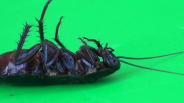Hamam böceği çok yalan ve hareketli ayak böcek makro