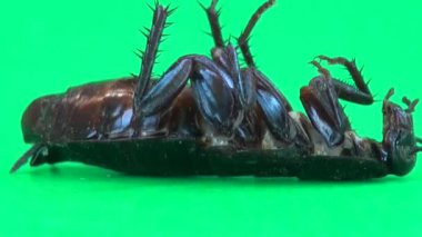Hamam böceği çok yalan ve hareketli ayak böcek makro