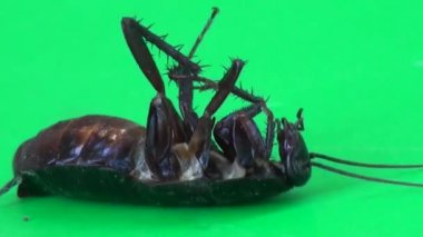 Hamam böceği çok yalan ve hareketli ayak böcek makro