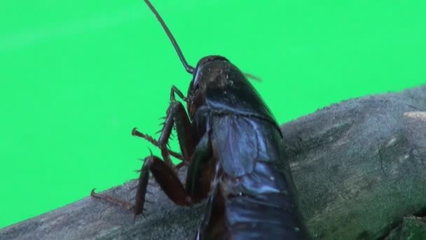 Kakkerlak liggend op het en bewegen voeten insect macro — Stockvideo