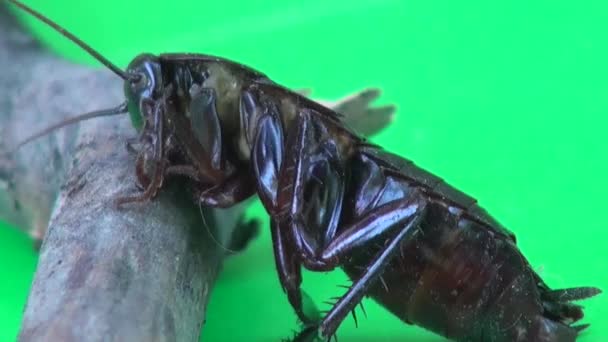 Barata deitada sobre ele e pés em movimento macro inseto — Vídeo de Stock