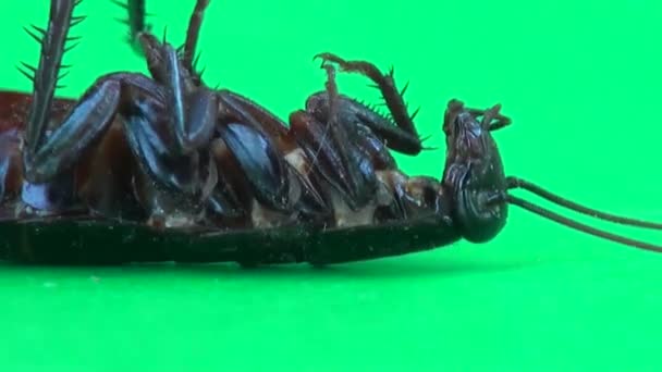 Kackerlacka liggande på det och flytta fötterna insekt makro — Stockvideo