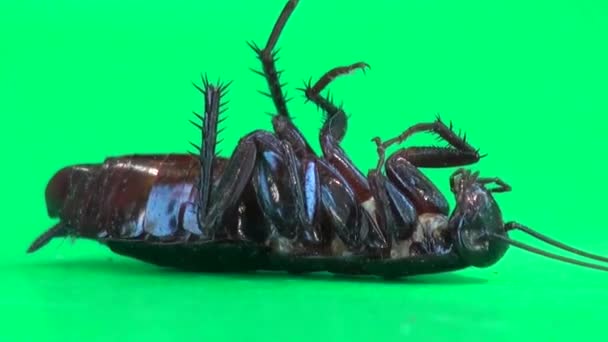 Kackerlacka liggande på det och flytta fötterna insekt makro — Stockvideo