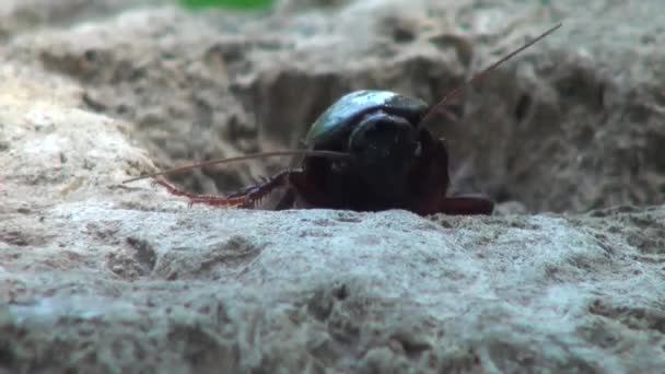 Kackerlacka makro liggande på rock uppochner insekt — Stockvideo