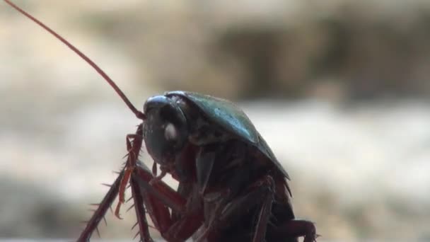 Hamam böceği makro kaya baş aşağı böcek yalan — Stok video