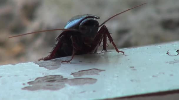 macro cafard couché sur la roche à l'envers insecte 