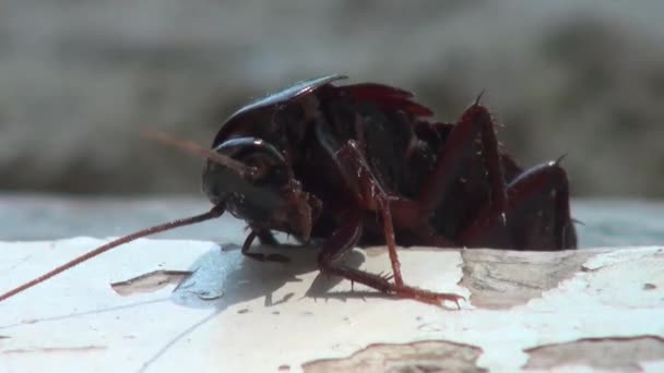 Макрос тарганів, що лежить на скелі догори дриґом комахи — стокове відео
