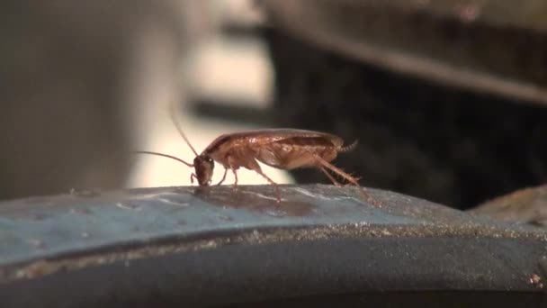 Cockroach eats food with gusto insect animals — Stock Video
