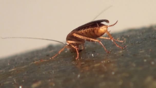 Csótány eszik az élelmiszer gusto rovarok állatok — Stock videók