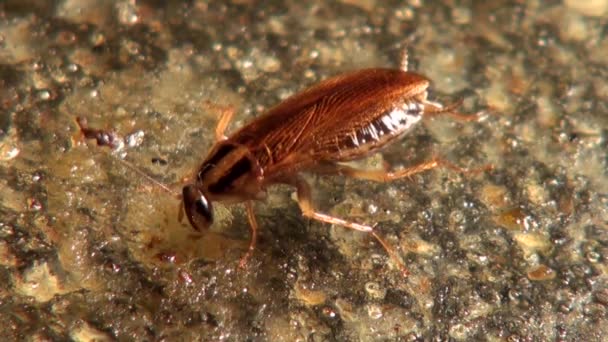 Cockroach eats food with gusto insect animals — Stock Video