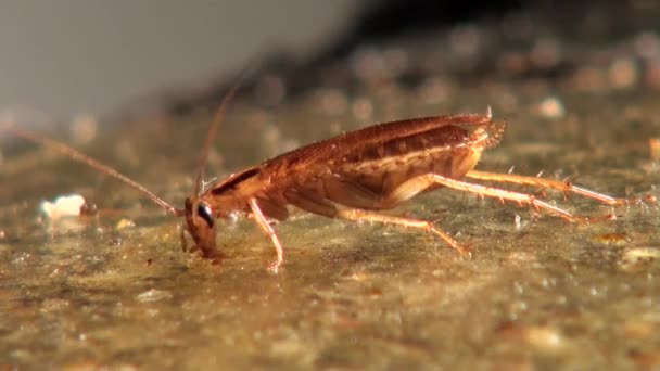 Cockroach eats food with gusto insect animals — Stock Video