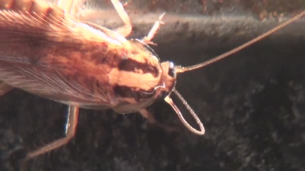 Таракан ест пищу с густо насекомыми — стоковое видео
