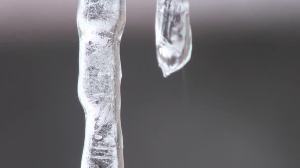 Drops fall from icicles spring heat cold — Stock Video