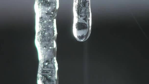 Σταγόνες που πέφτουν από icicles άνοιξη θερμότητα κρύο — Αρχείο Βίντεο