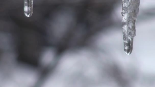 Капли падают с сосульки весенний холод — стоковое видео