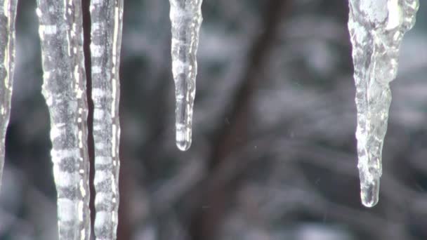 Drops fall from icicles spring heat cold — Stock Video