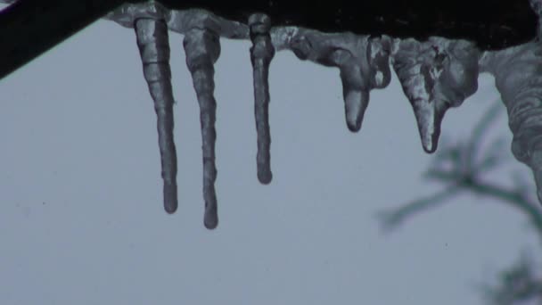 Druppels vallen uit ijspegels voorjaar hitte koud — Stockvideo