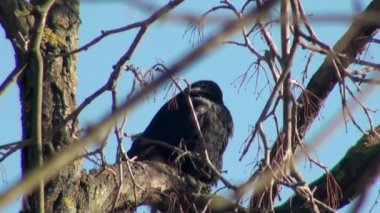 ağaç dalı oturan kara karga