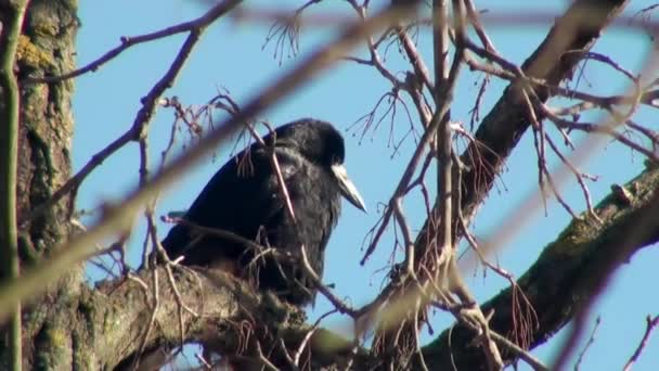 Cuervo negro sentado en la rama del árbol — Vídeo de stock