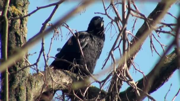 Černá vrána sedí na větev stromu — Stock video
