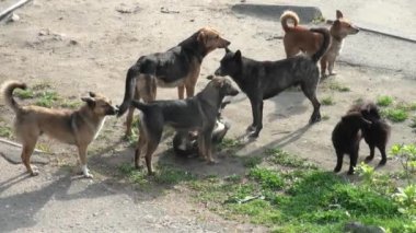 Kırmızı köpek sokak sokak