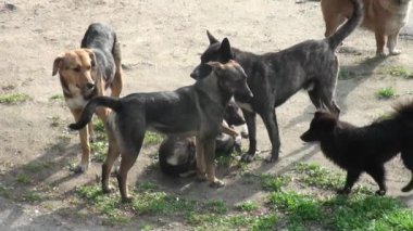 Kırmızı köpek sokak sokak