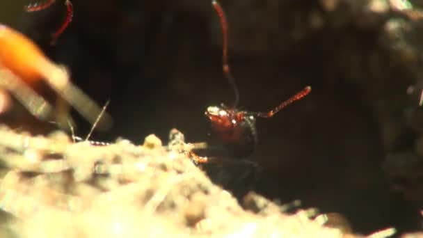 Insecten macro mieren — Stockvideo