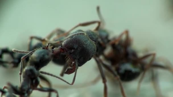 Insects macro ants — Stock Video