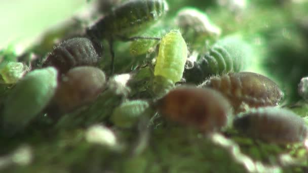 Aphid insects macro — Stock Video