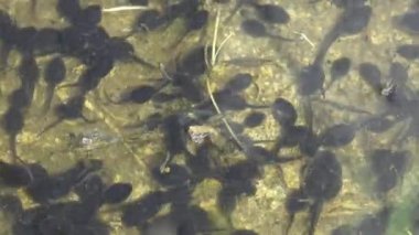 Kurbağa yavrusu, polywog bir amfibyumun yaşam döngüsünün larva evresidir, kurbağa. Kurbağa yavruları orman bataklığında kaotik bir şekilde su altında hareket eder. Makro sualtı yaban hayatı