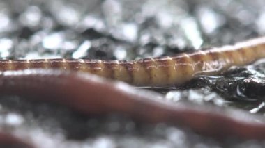 Yağlanmış solucan vizon arayışında.