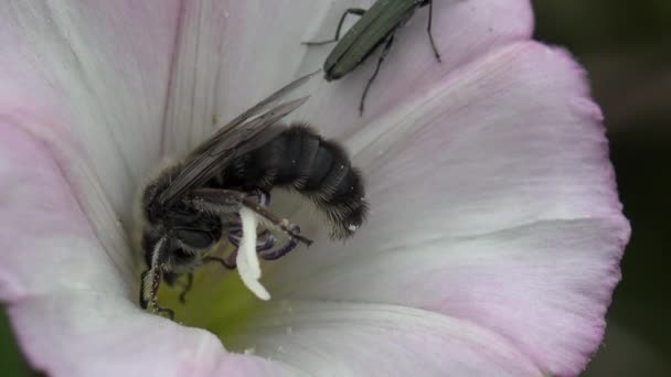 Biały Kwiat Formie Dzwonu Wewnątrz Dzikiej Pszczoły Zbiera Pyłek Kwiatów — Wideo stockowe