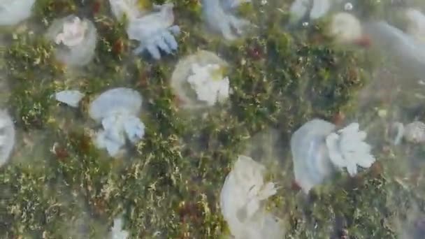 海岸や海の緑藻の多数の異なる色の死んだクラゲ — ストック動画