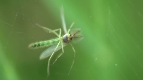 蚊子正在积极地行动 试图逃离野生动物中的蜘蛛网和宏观视觉昆虫 — 图库视频影像
