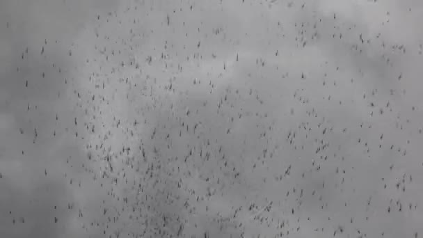 在河岸的小径上飞来飞去的昆虫和蚊子的云彩 — 图库视频影像