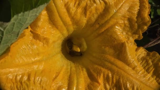 Abeja Movimiento Insectos Calabaza Flor Amarilla Beber Néctar Planta Jardín — Vídeos de Stock