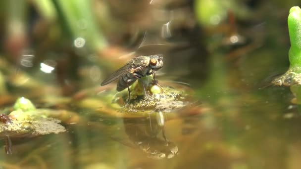 小苍蝇在森林沼泽中的水藻上结冰 准备攻击蚊子幼虫 野生生物昆虫宏观视图 — 图库视频影像