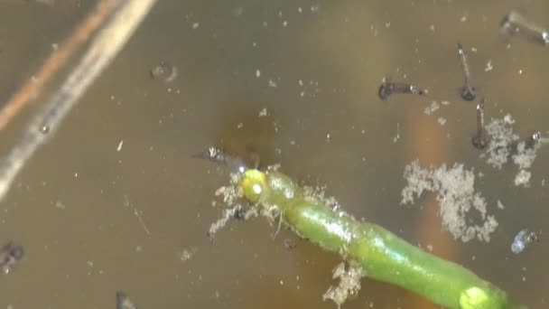 Larven Moskitomücke Schwebt Schnell Auf Der Oberfläche Zwischen Algen Stufe — Stockvideo