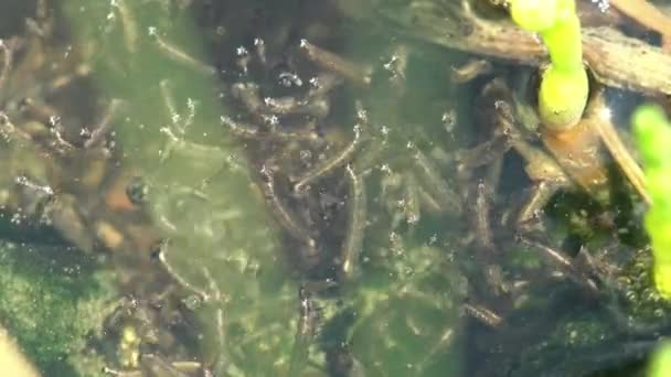 Larven Mosquito Schwimmt Stufe Drei Larven Schwimmt Auf Der Oberfläche — Stockvideo
