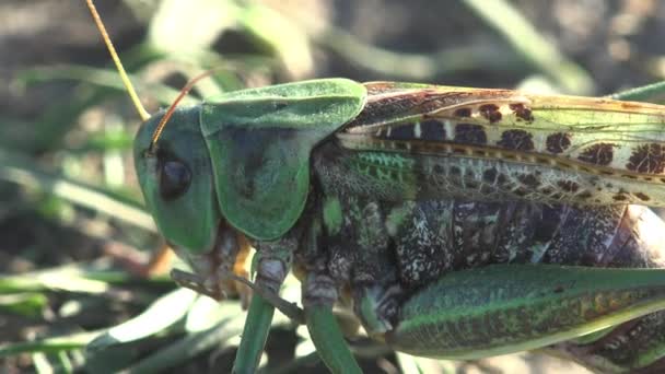 Grey Bush Grillos Phylum Arthropoda Utiliza Ovipositor Para Buscar Crear — Vídeo de stock