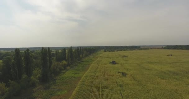 Ruch Dronów Wzdłuż Zielonego Pola Kukurydzy Opuszczonymi Drewnianymi Domami — Wideo stockowe