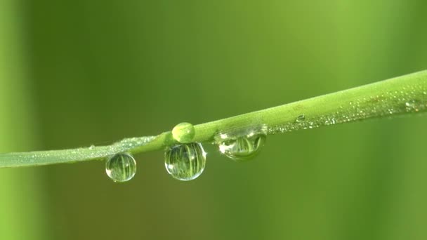 Transparente Tautropfen oder Tropfen Morgenregen glitzern auf grünem Grasblatt. Frische und Reinheit erschossen Makro in freier Wildbahn