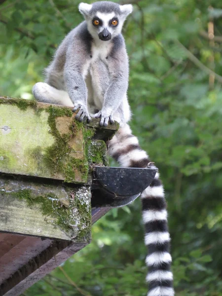 Halka Kuyruklu Lemur