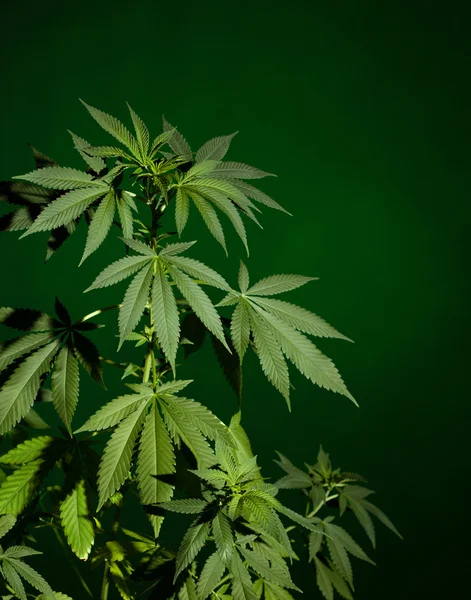 Marijuana plant — Stock Photo, Image