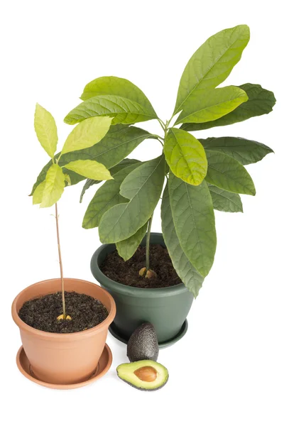 Dos plantas de aguacate — Foto de Stock