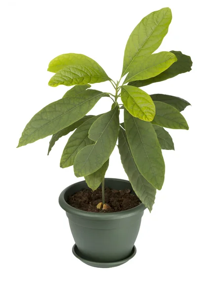 Planta de abacate — Fotografia de Stock