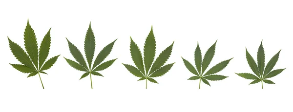 Set van cannabis bladeren — Stockfoto
